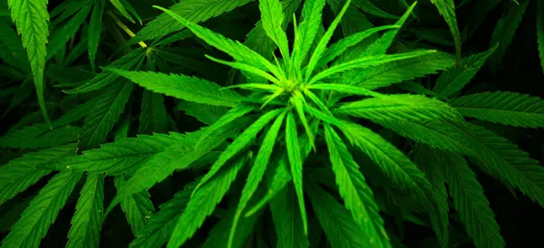 Marijuana.webp